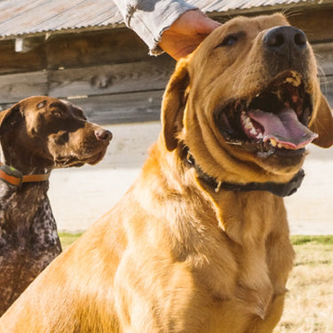 E-Collar Training Mistakes Large Dog Owners Make
