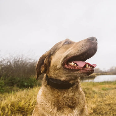 When Should You Use a High-Output E-Collar
