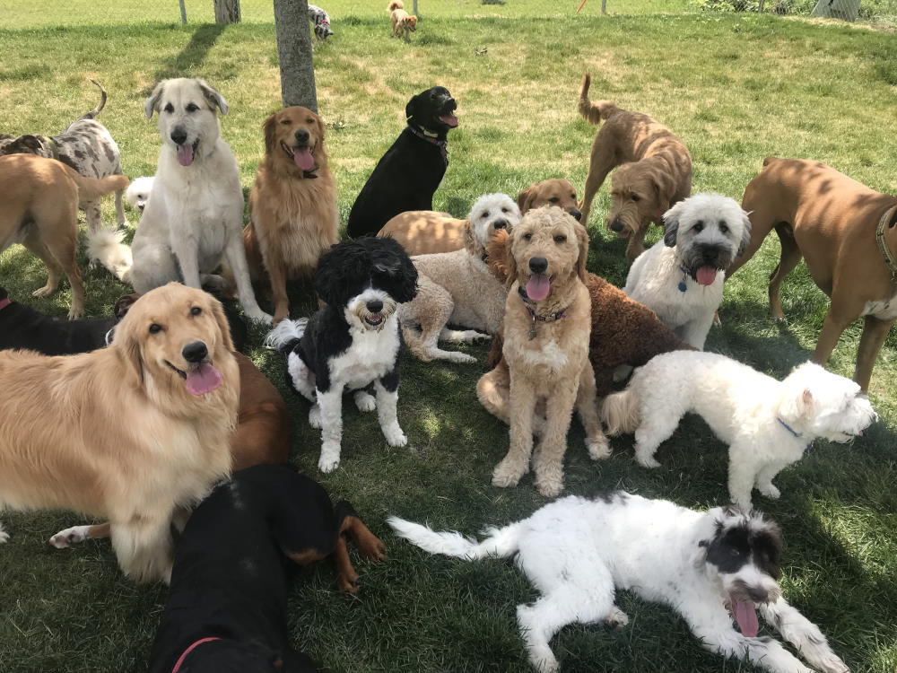 THE 3DS OF DOG TRAINING: DURATION, DISTRACTION & DISTANCE