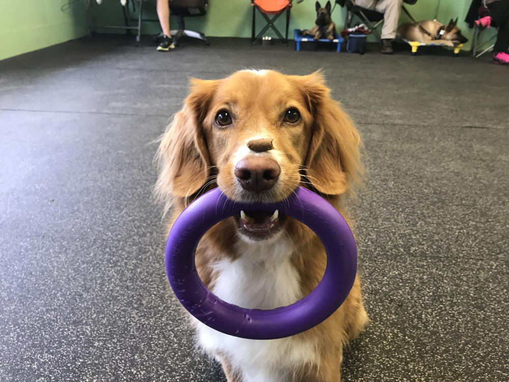 TEACHING YOUR DOG TO STAY: YOU’LL BE HAPPY YOU PUT IN THE EFFORT!