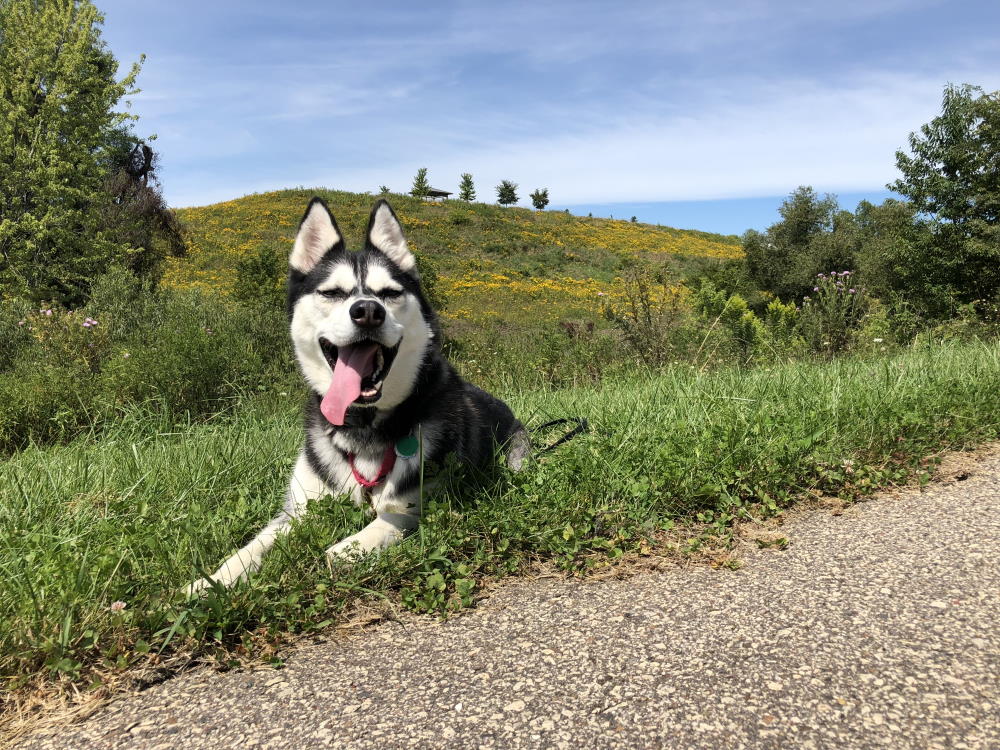 DON'T KNOW WHAT STIMULATION LEVEL TO USE? LET YOUR DOG TELL YOU.