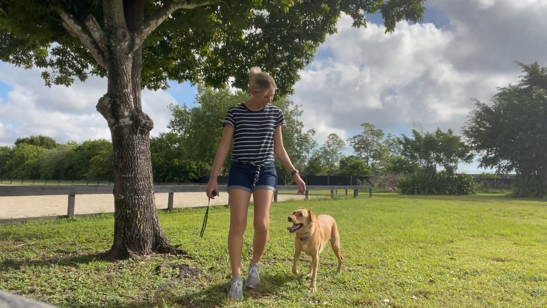 3 TIPS ON HOW TO CHOOSE THE BEST DOG TRAINING TOOLS