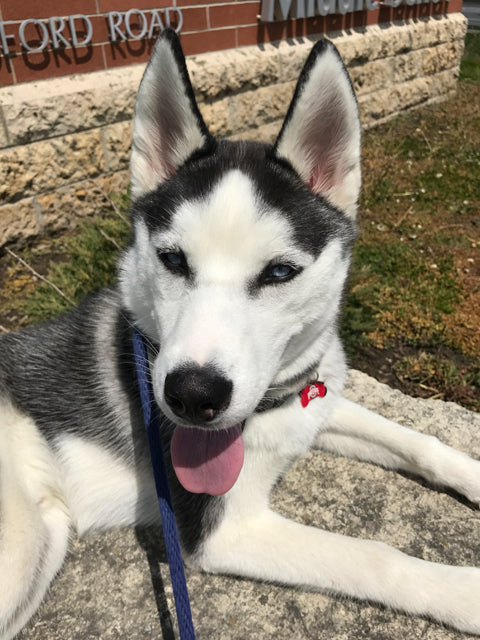 WHEN CAN YOU START YOUR DOG ON AN E-COLLAR?