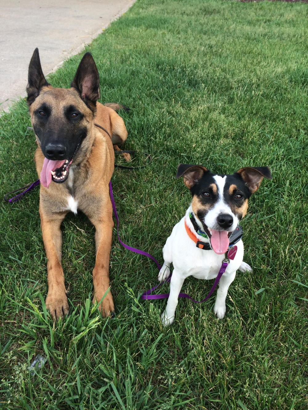 HOW TO CHOOSE THE RIGHT E-COLLAR LEVEL FOR YOUR DOG