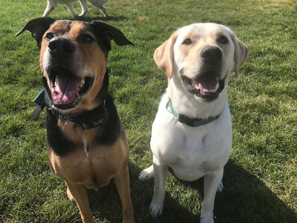HOW TO MAKE YOUR DOG LISTEN: 4 TIPS FOR COLLAR-WISE DOGS