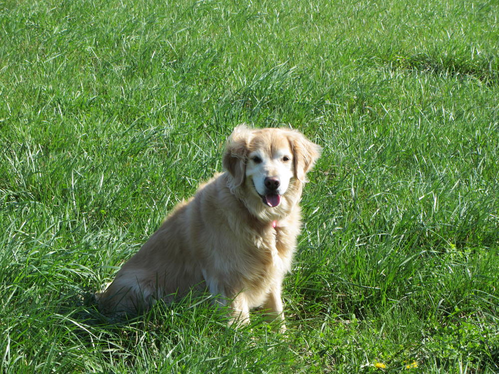E-COLLAR WEAR TIME: HOW LONG IS TOO LONG FOR YOUR DOG?