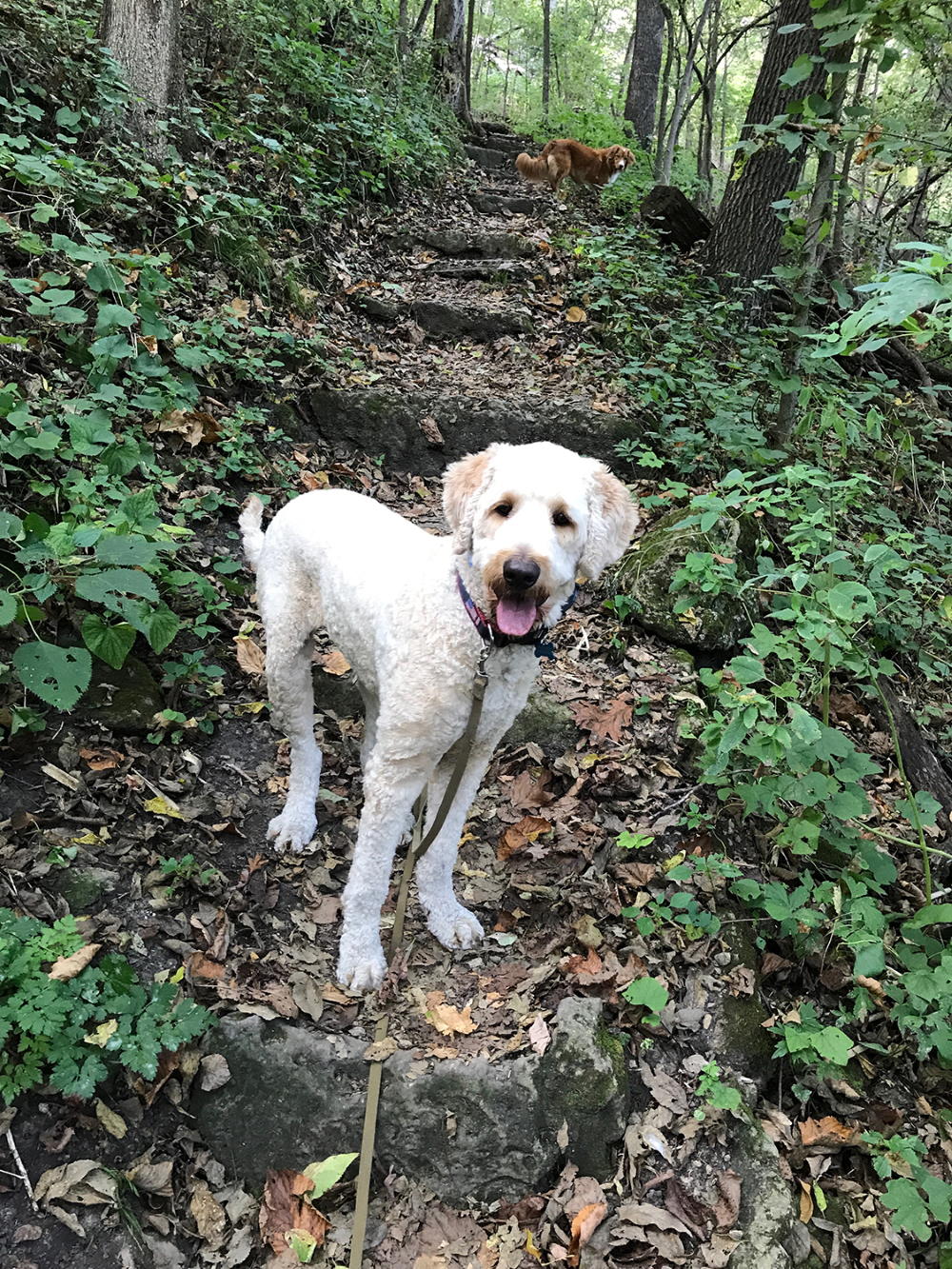 WHY YOU STILL NEED AN E-COLLAR FOR LEASH TRAINING