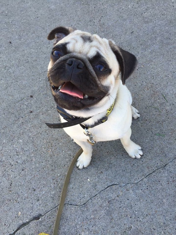 AT WHAT AGE CAN I START E-COLLAR TRAINING?