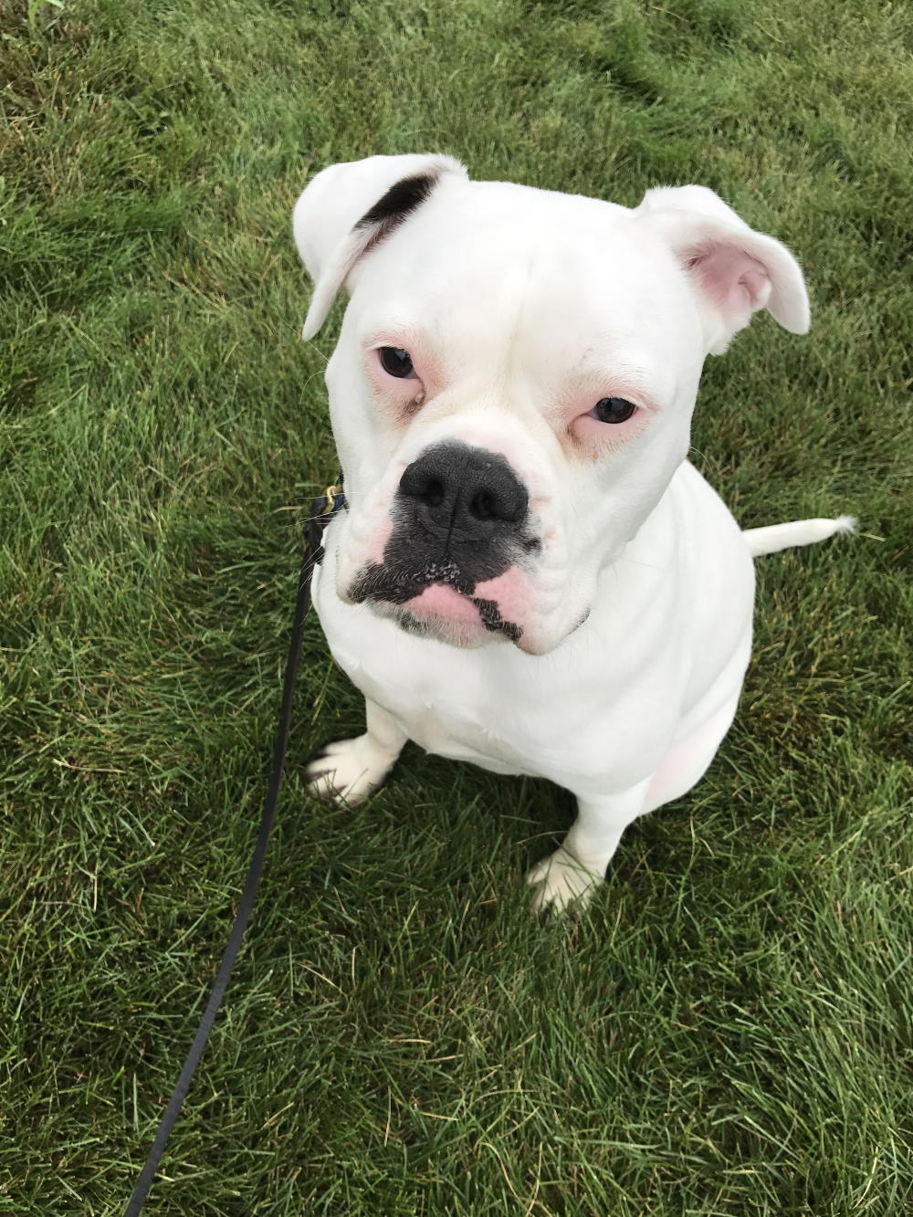 E-COLLAR TRAINING FOR THE STUBBORN DOG