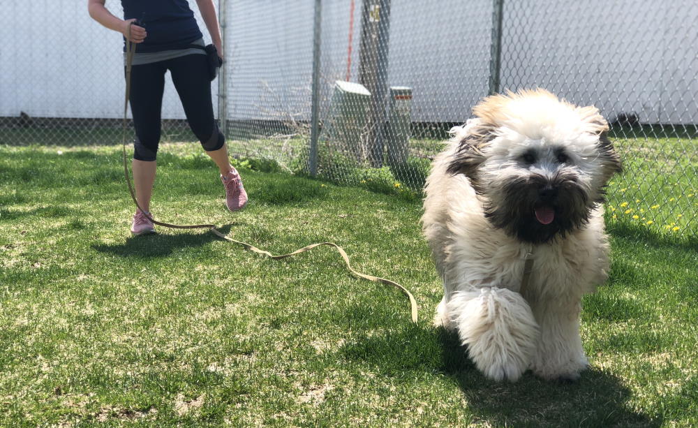 HOW TO TRANSITION TO OFF-LEASH TRAINING WITH E-COLLAR