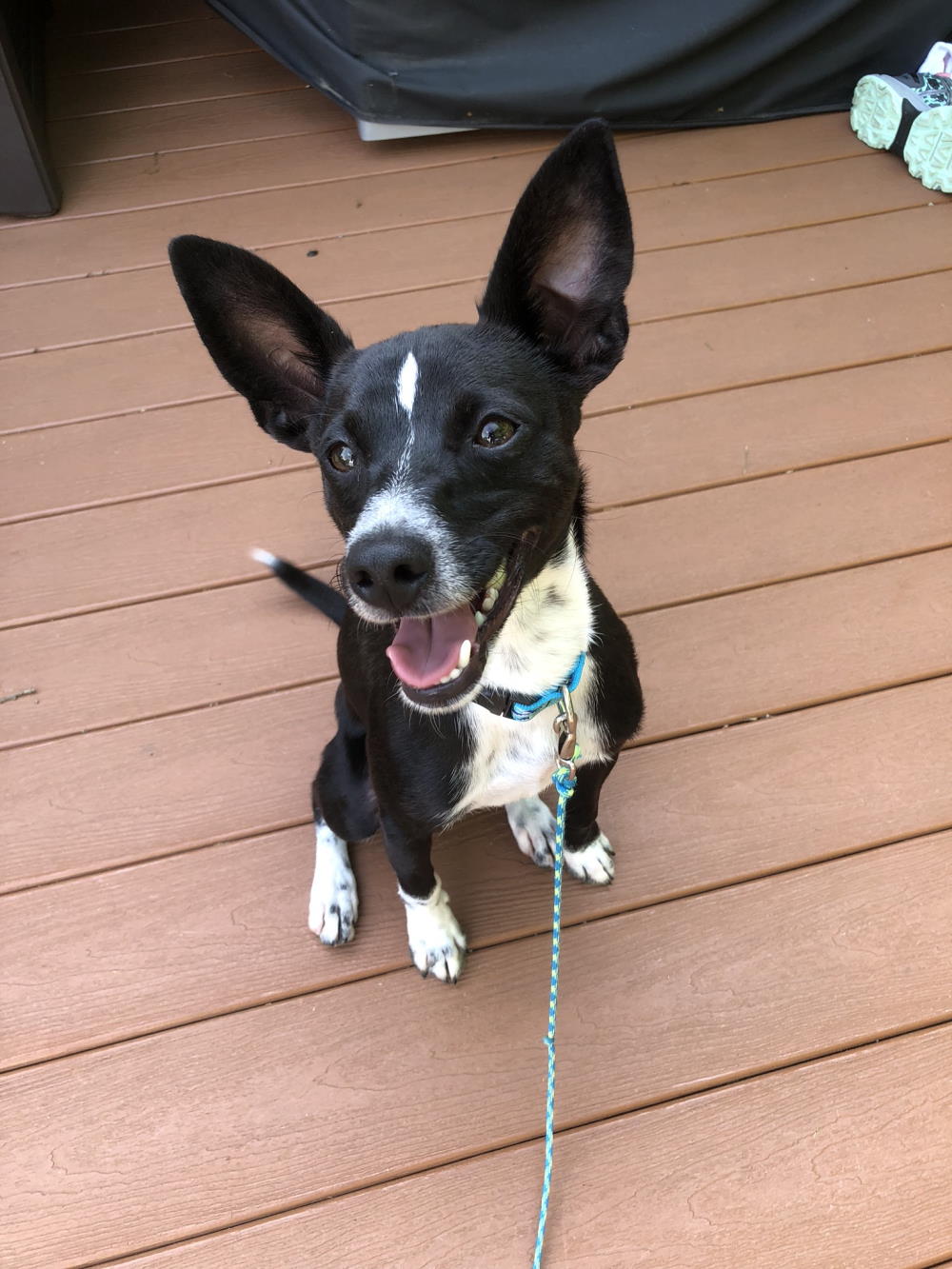 THREE WAYS TO IMPROVE YOUR DOG’S BEHAVIOR RIGHT NOW
