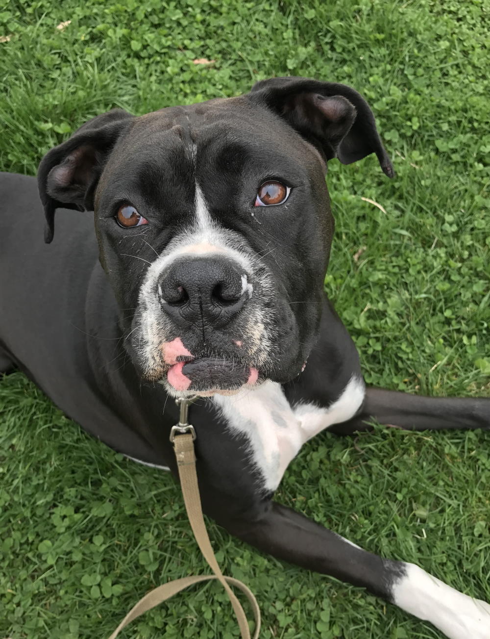HOW TO USE E-COLLAR TO STOP BARKING & LEASH REACTIVITY