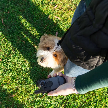Why Choose the Dogtra 200iQ for Everyday Training?