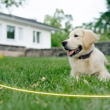 Will a Dogtra Fence Work If I Leave Home?