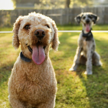 Do Dogtra E-Fences Shock Dogs? What You Should Know