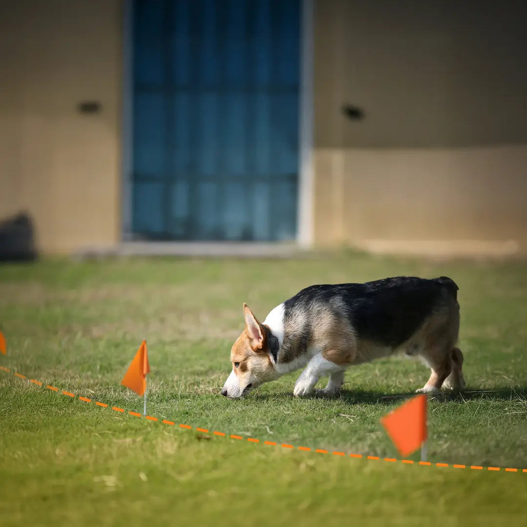 How to Train Your Dog to Use a Virtual Fence