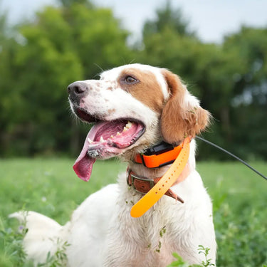 How to Set Up the Dogtra PATHFINDER2 for First-Time Users