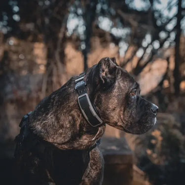 Why the Dogtra 1900X Works for Large Dogs