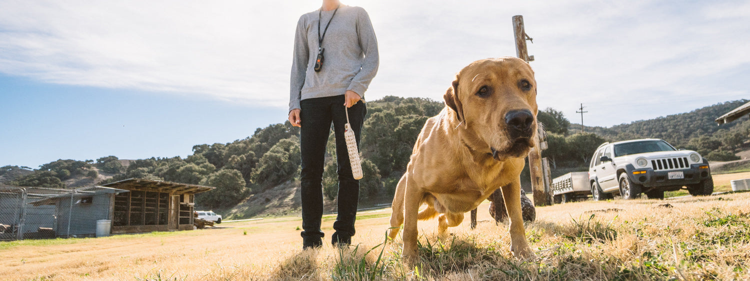 E-Collars for Dogs - Dogtra.com