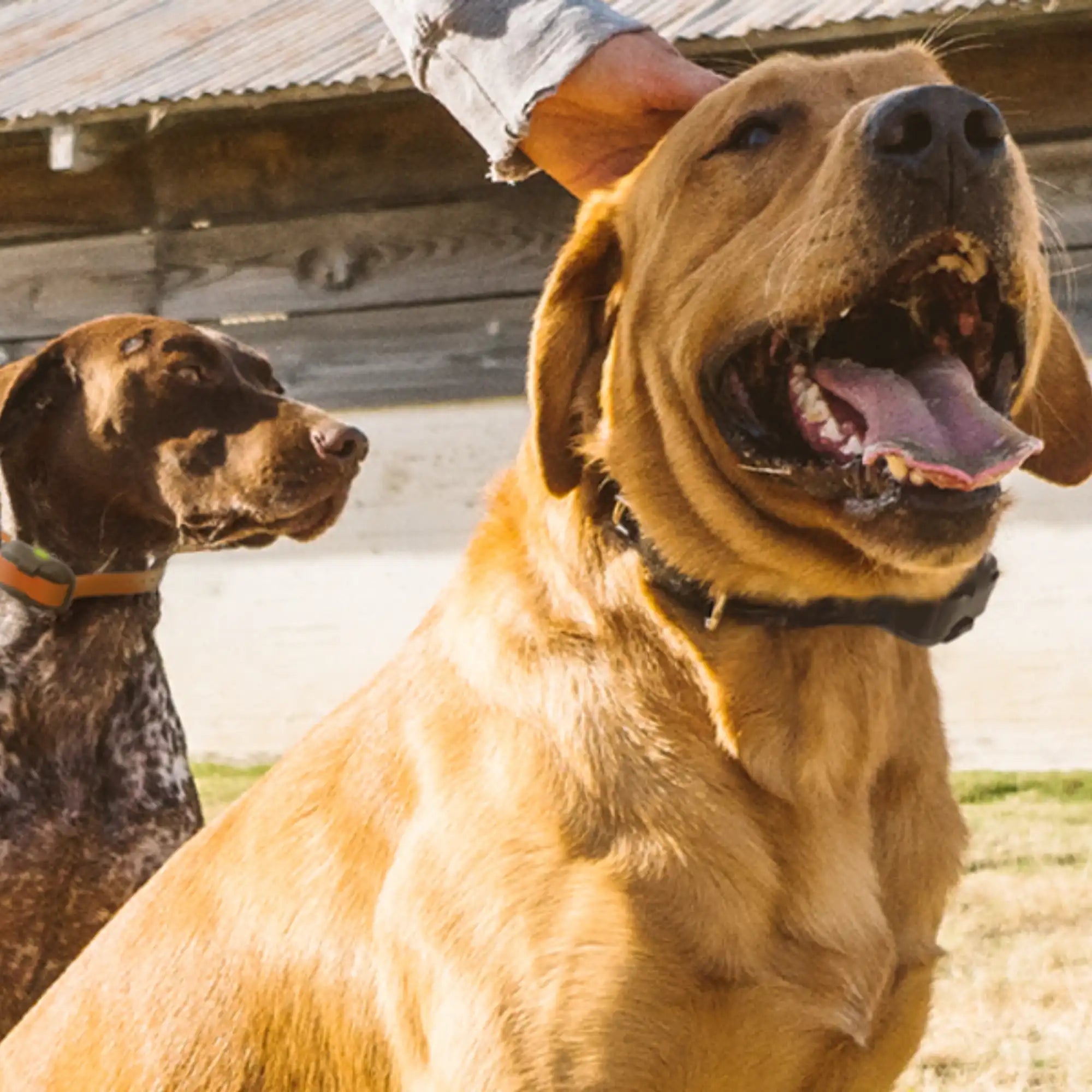 E-Collar Training Mistakes Large Dog Owners Make