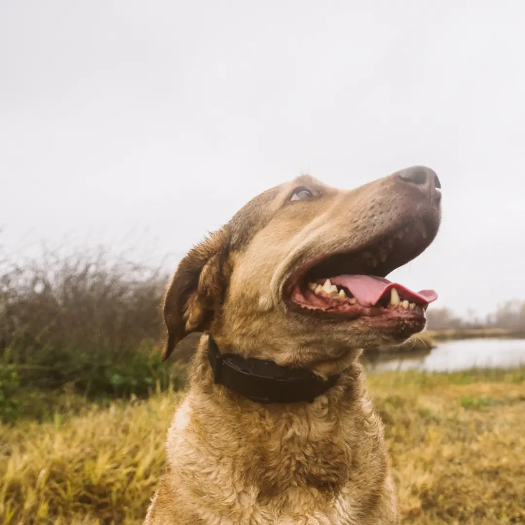 When Should You Use a High-Output E-Collar