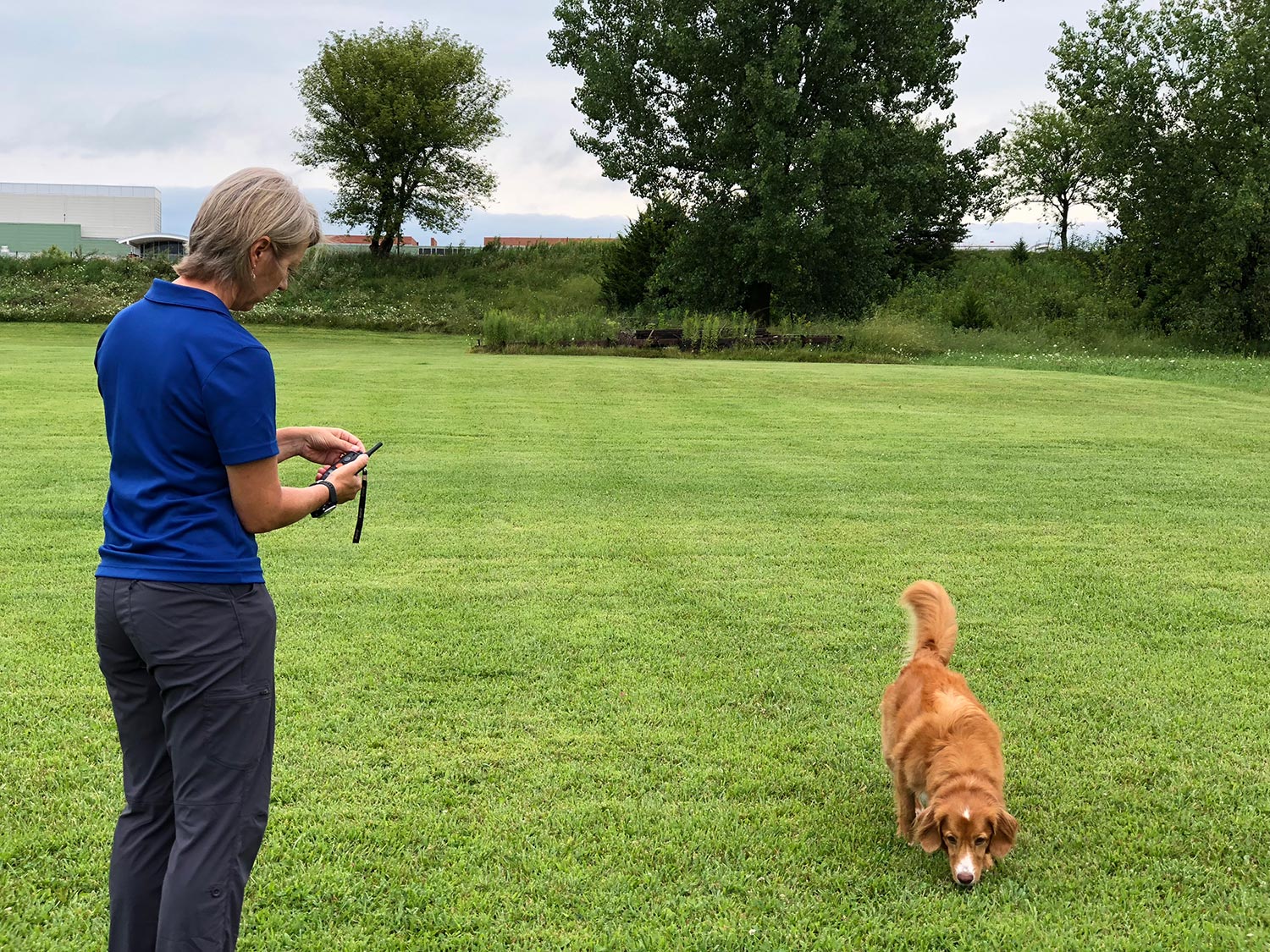 DOGTRA COLLAR TROUBLESHOOTING: 4 TIPS