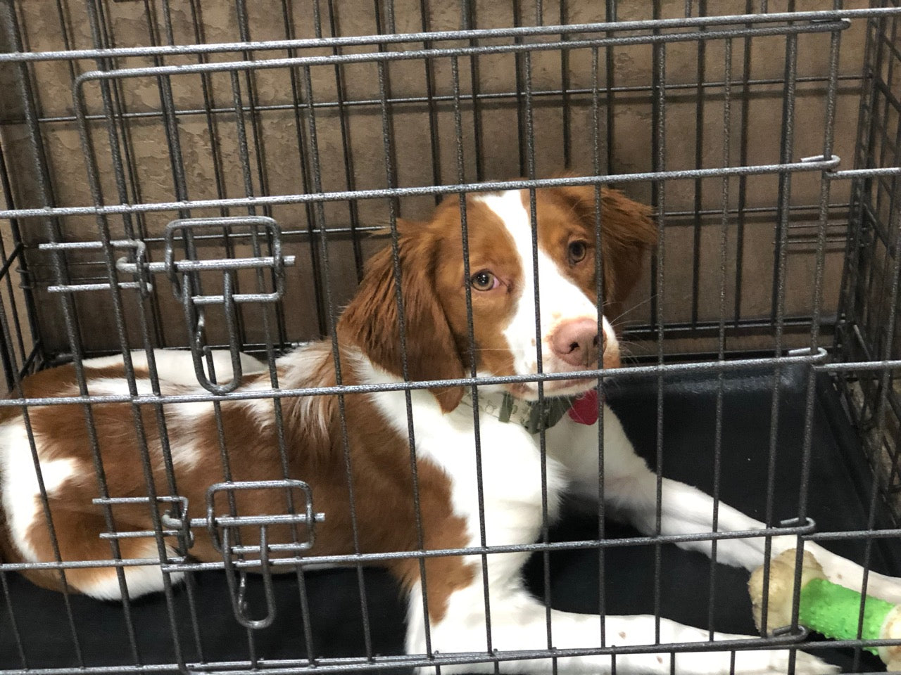 5 SURPRISING BENEFITS OF CRATE TRAINING AND HOW TO DO IT RIGHT