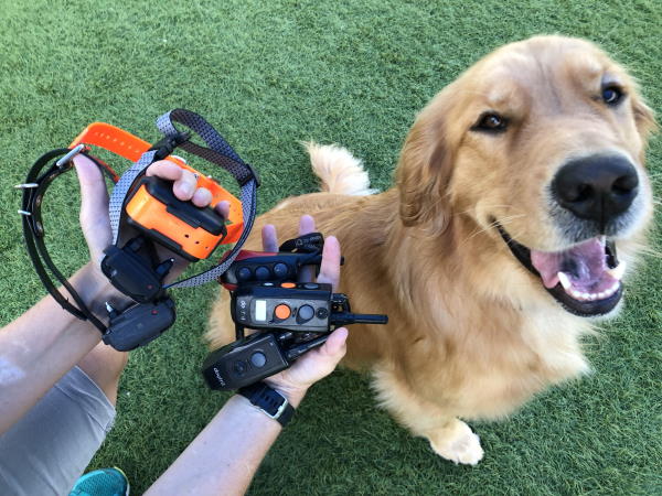 CHOOSING THE RIGHT E-COLLAR FOR DOGS: A BEGINNER'S GUIDE