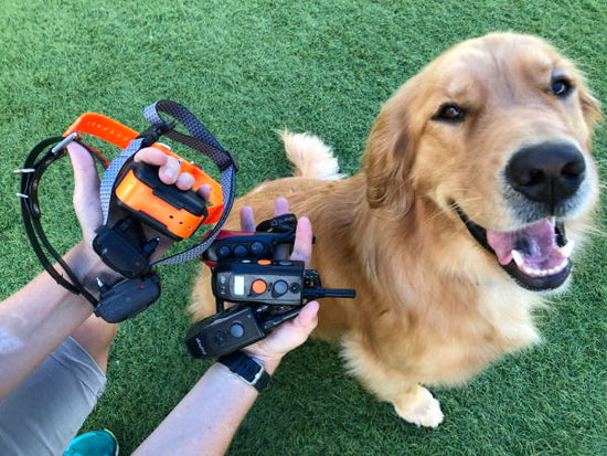 E-Collar Training Hub – Dogtra.com