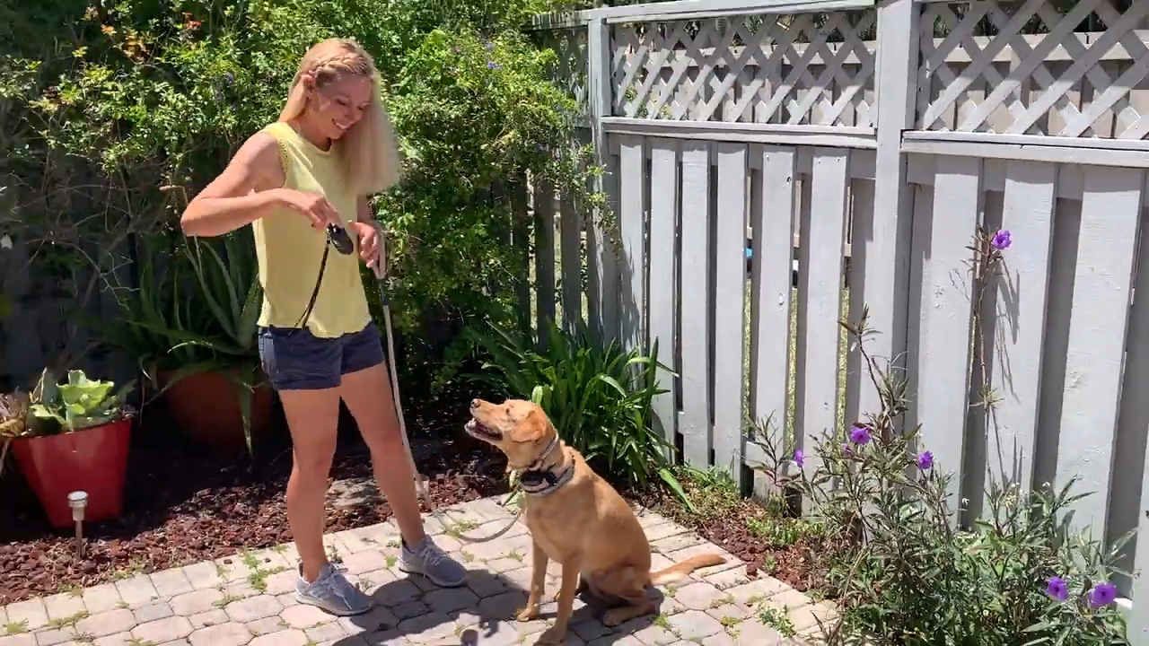 how do you teach a stubborn dog recall