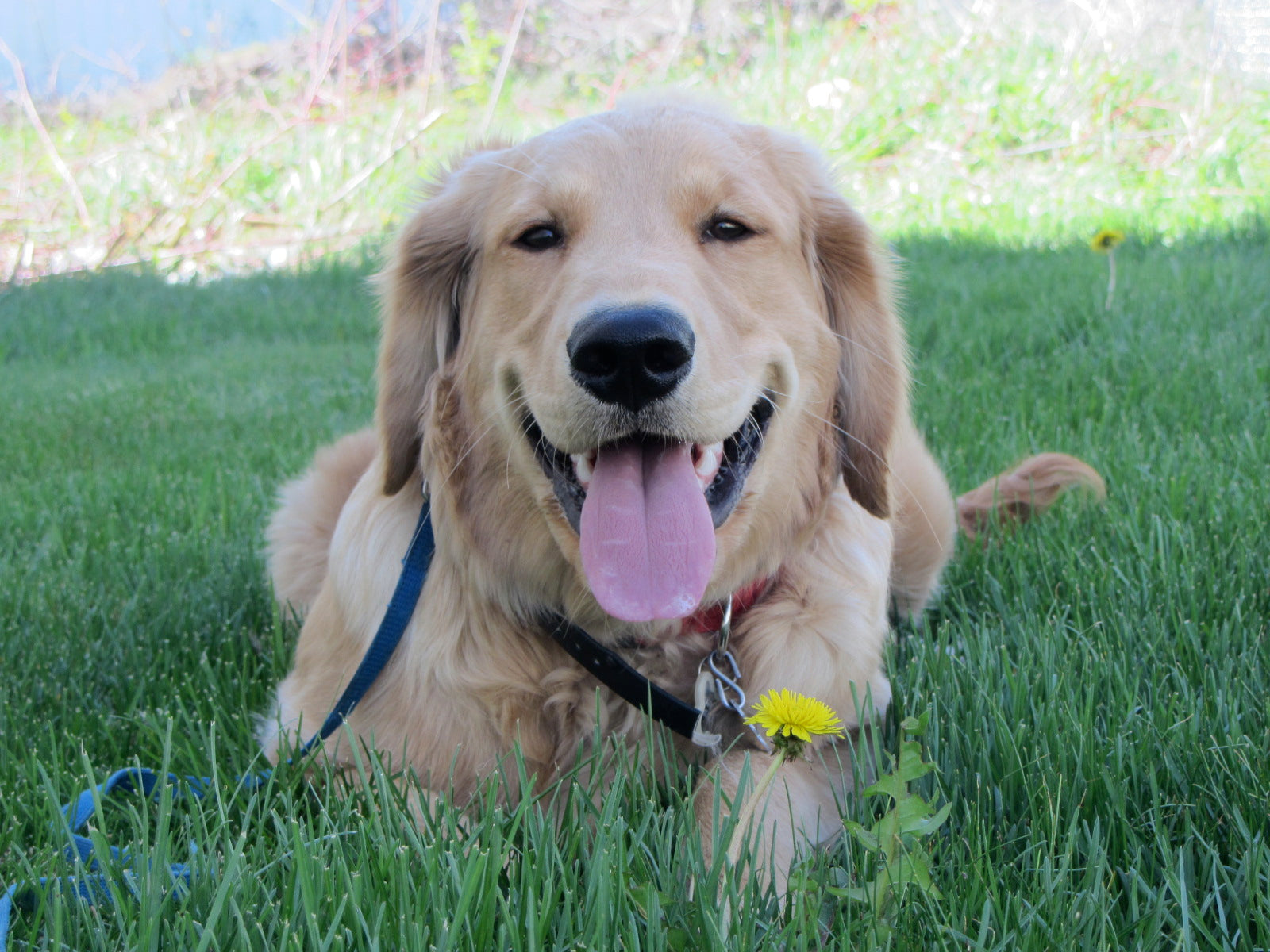 3 SURPRISING BENEFITS OF E-COLLAR TRAINING