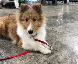 5 REMOTE COLLAR TIPS FOR FEARFUL DOG TRAINING SUCCESS