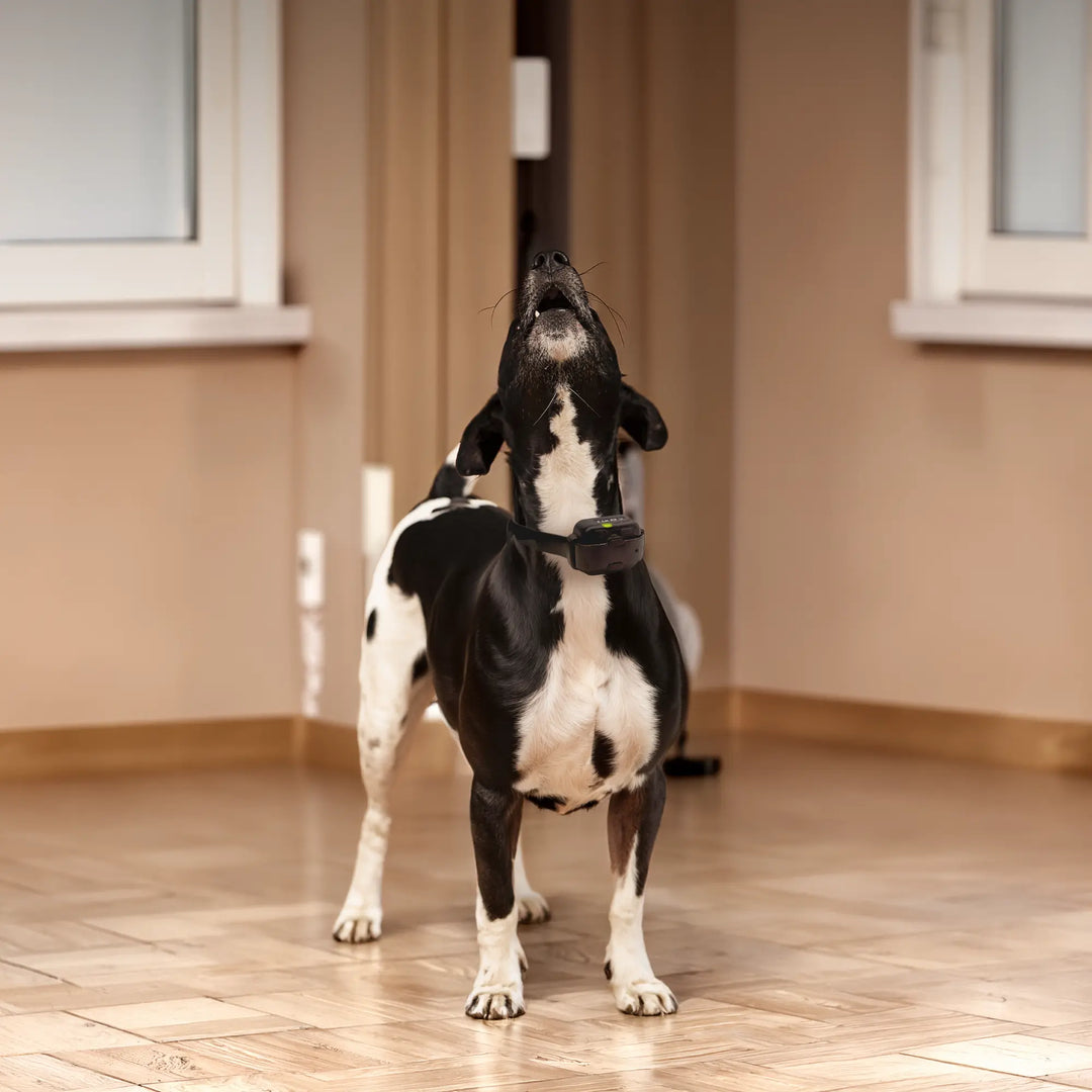 Best Products and Tools to Reduce Dog Barking