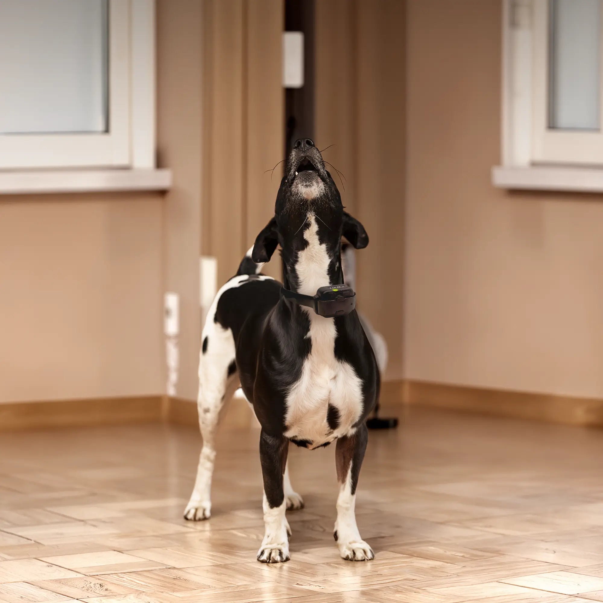 How to Reduce Dog Barking? Top 4 Products That Work