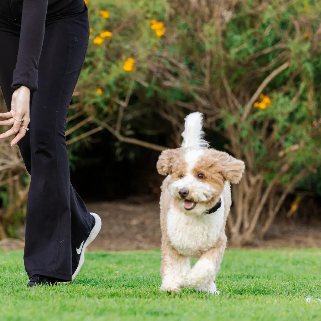 How to Choose the Right Dogtra E-Collar for Your Small Dog