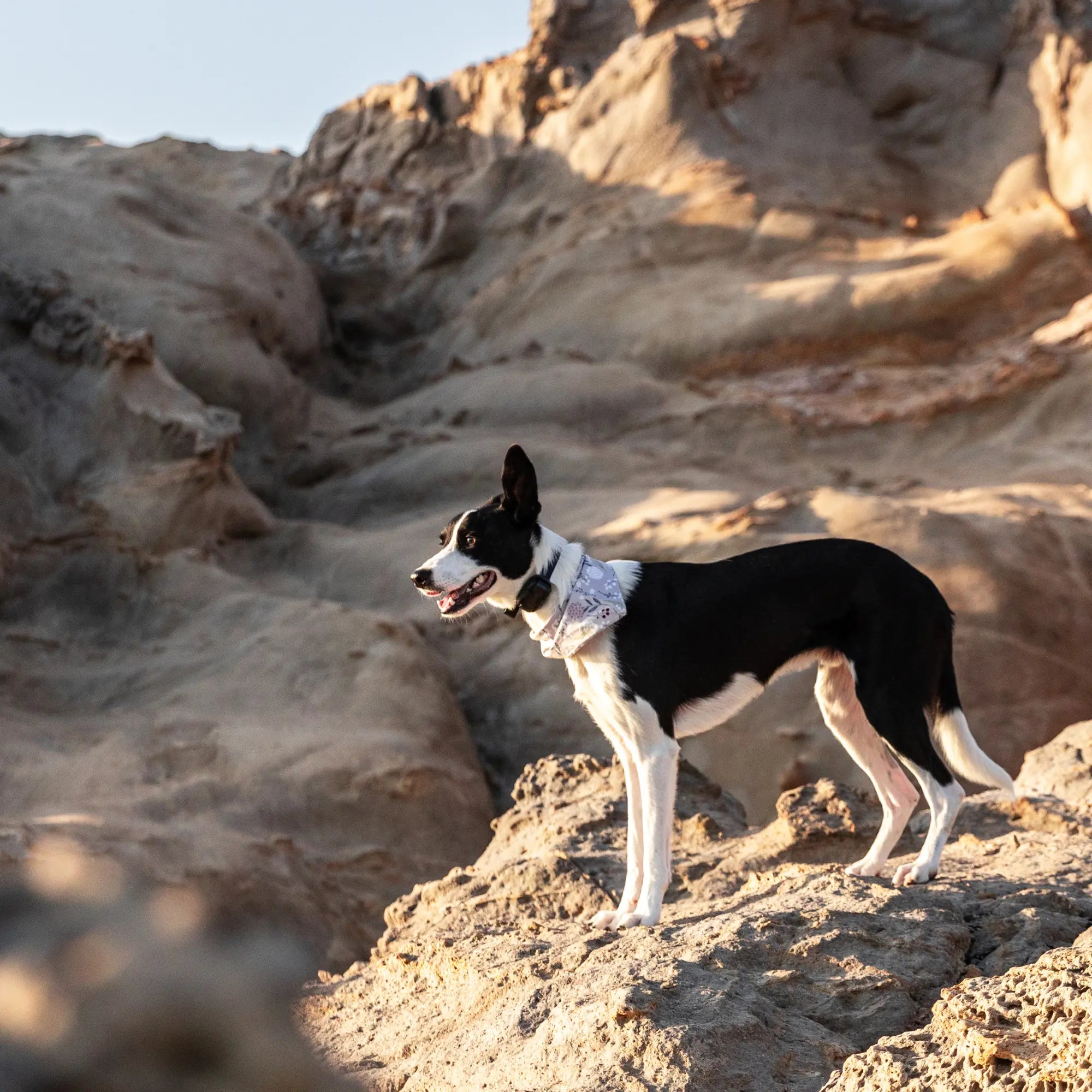 Spanish Website Now Live: Explore Dogtra Products & Resources