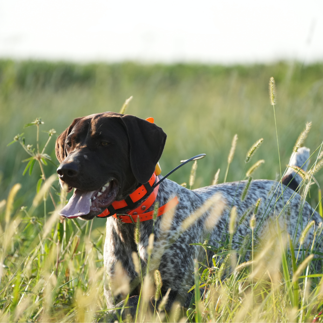 When Do You Actually Need a GPS Dog Collar?