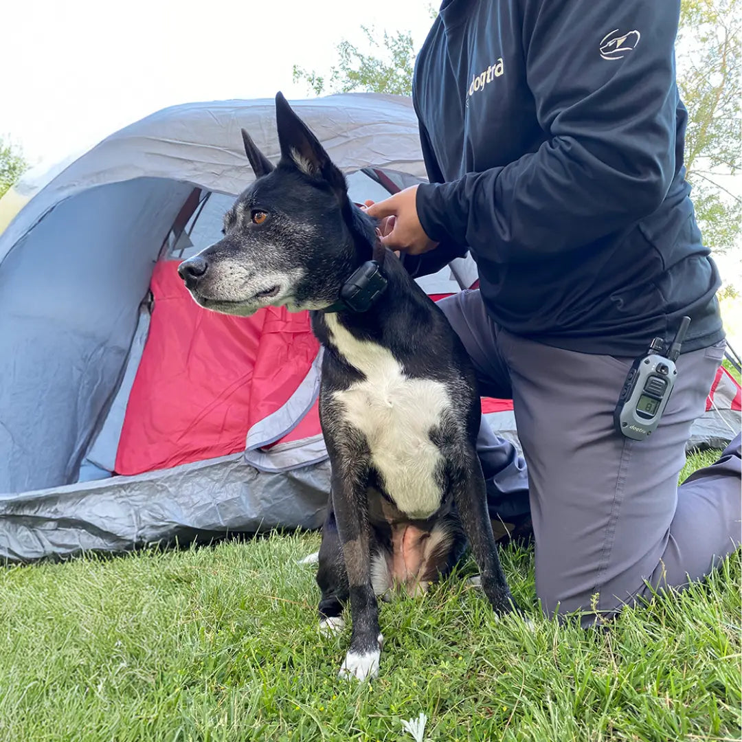 Best Dogtra E-Collars for Small Dogs (Safe, Lightweight Options)