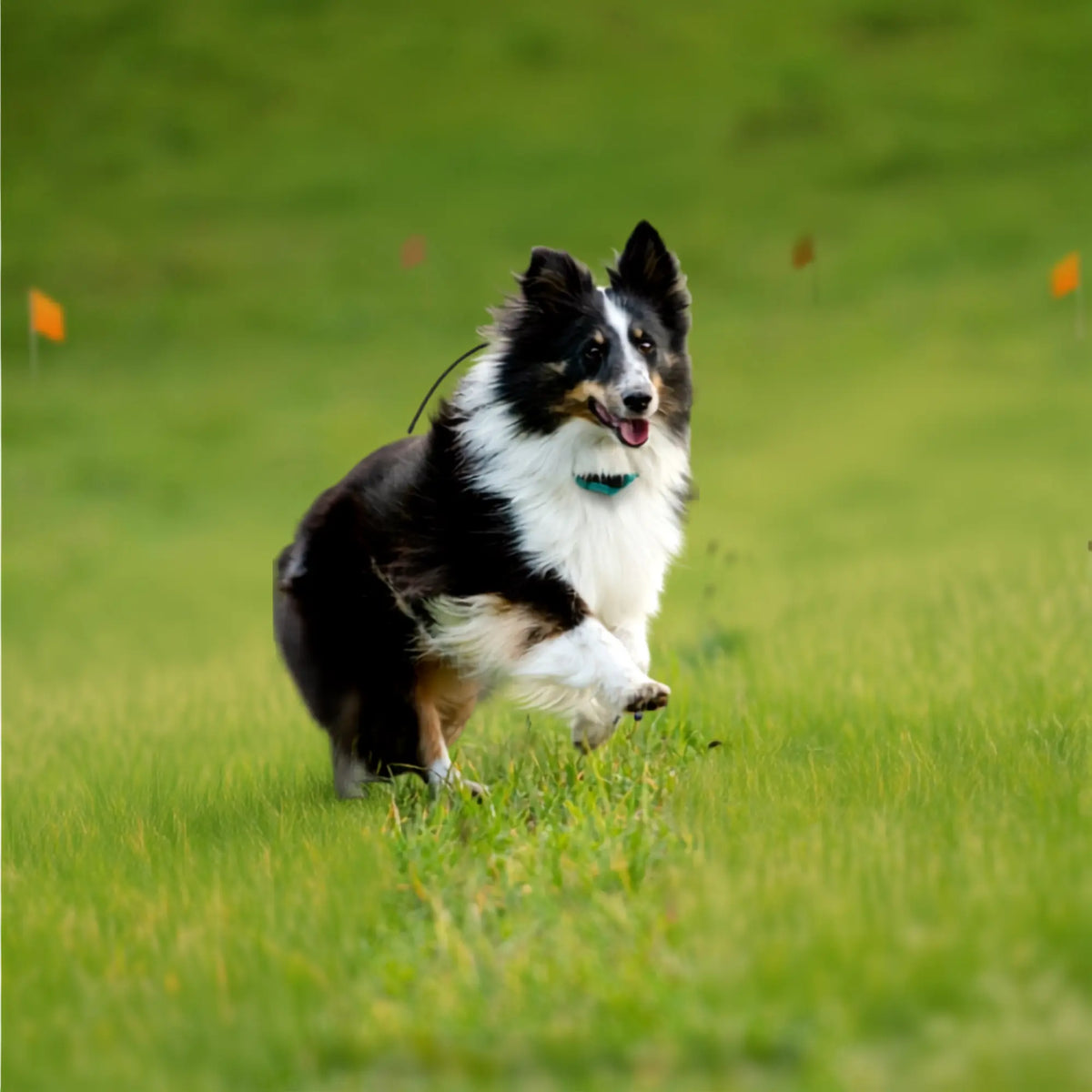 Dogtra GPS Fence FieldGuard Review: No Monthly Subscriptions