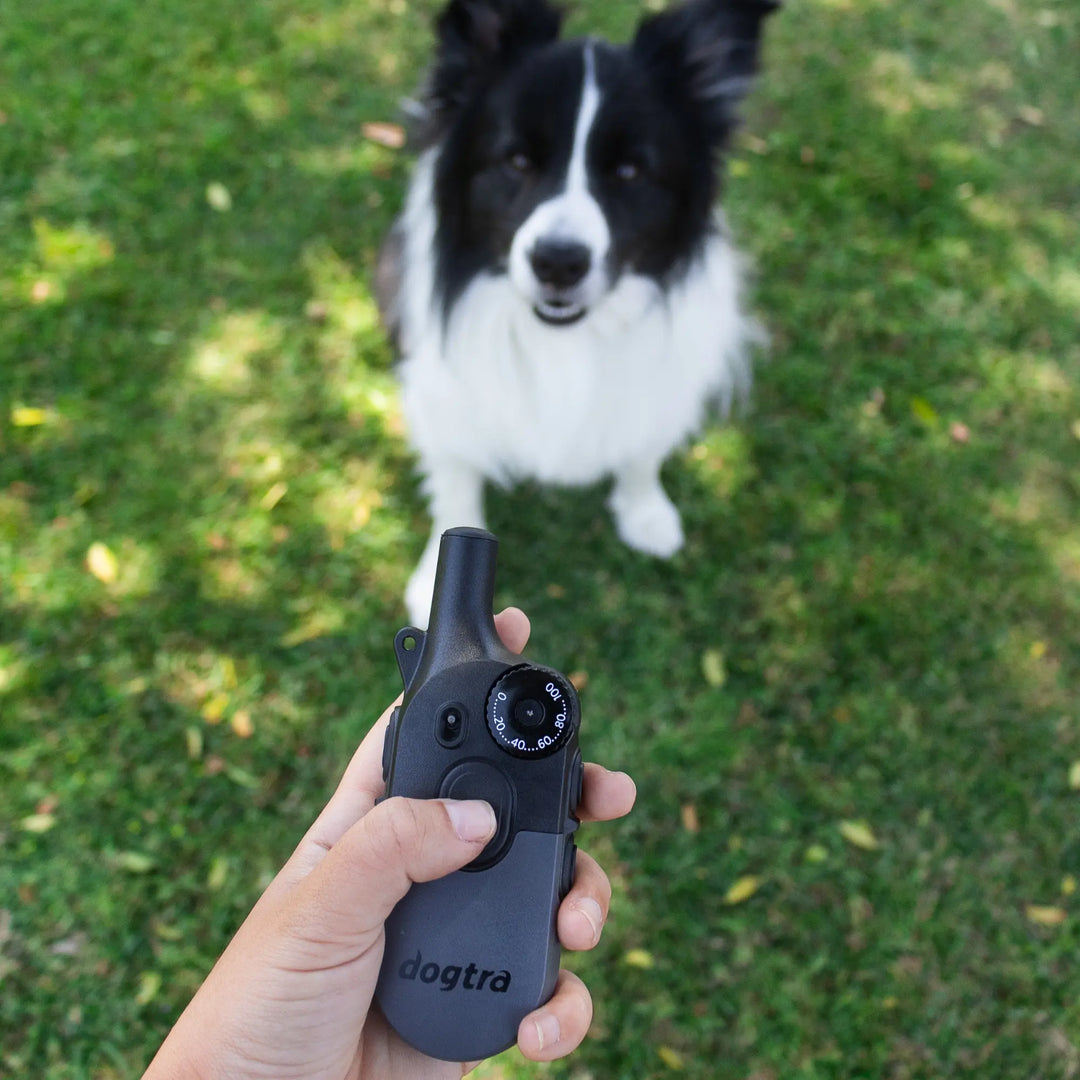 How to Choose the Right Dogtra E-Collar for Your Large Dog