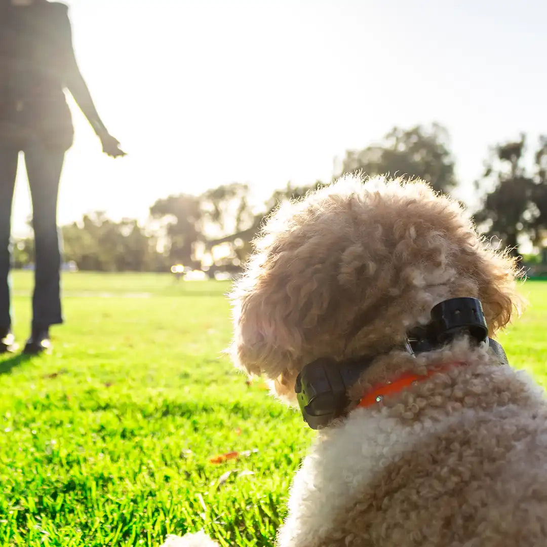 Are E-Collars Safe for Small Dogs?
