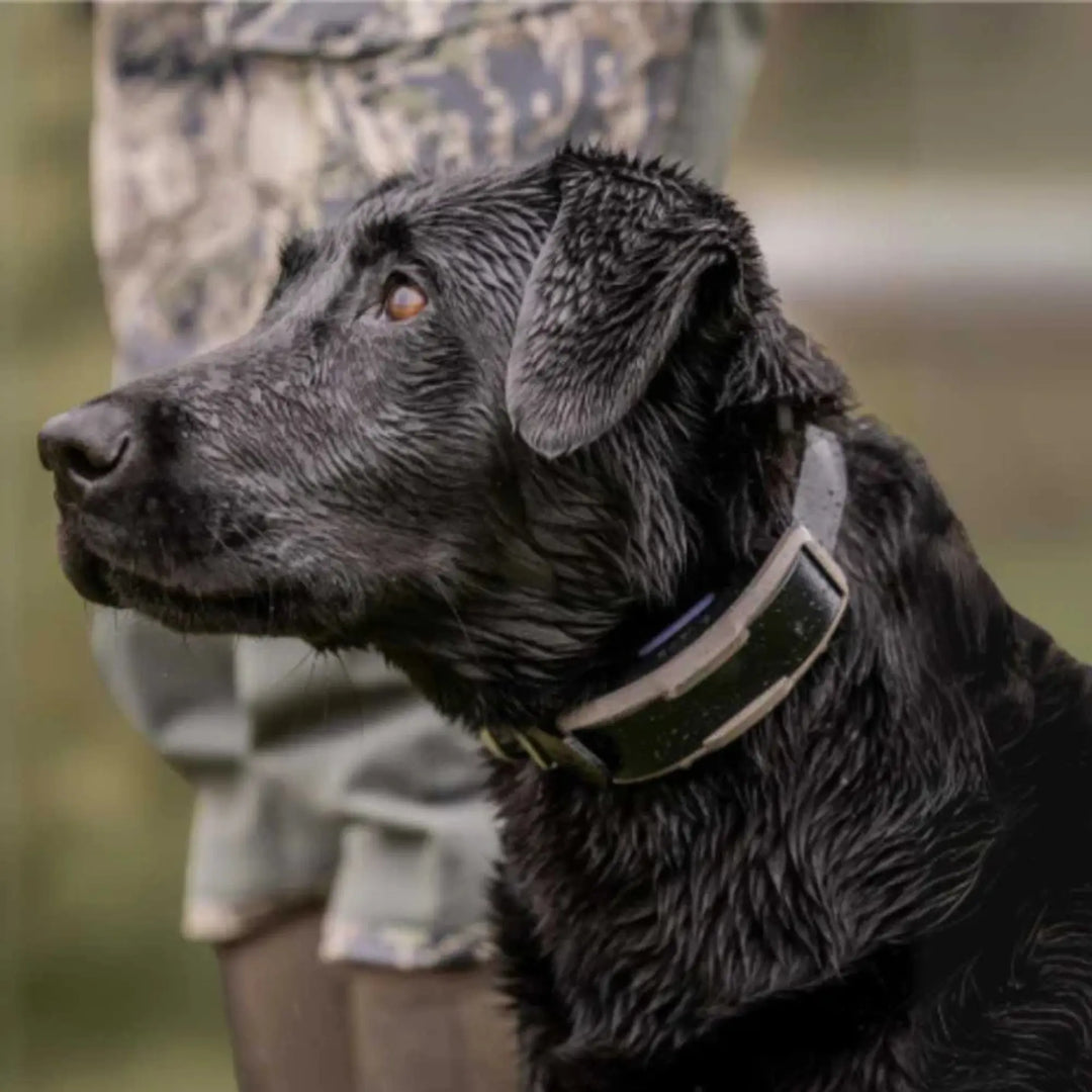 Dogtra's Most Durable E-Collars for Large Dogs