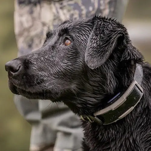 How to Train Large Dogs With the Dogtra 1900X