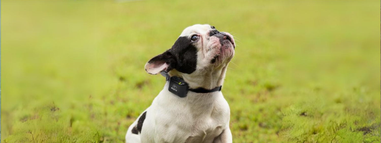 Bark Collars For Smaller Dogs