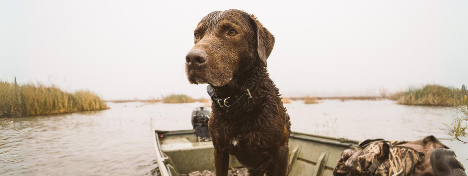 Waterproof Dog Training Collars