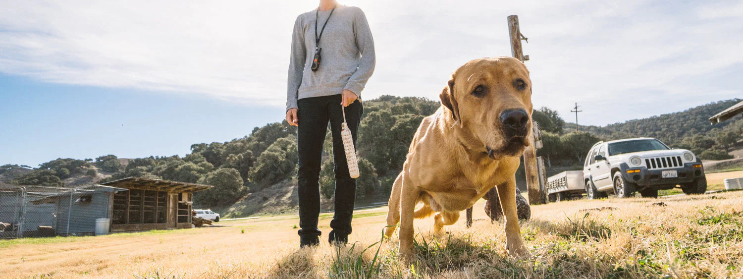 Retriever Dog Collars | Dogtra – Dogtra.com