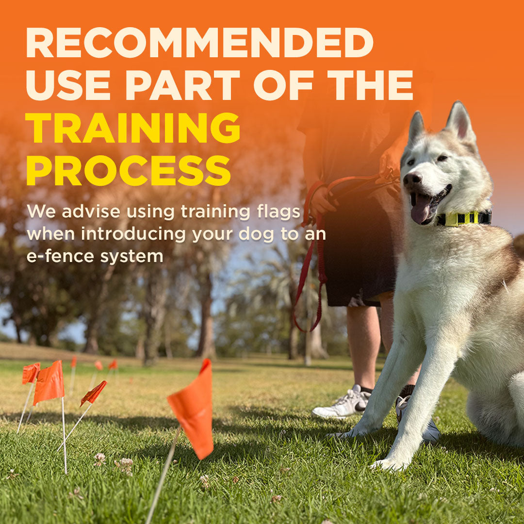 Orange training flags on thin wire stakes arranged in a line on grass with a dog nearby.