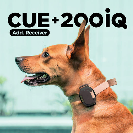200iQ 2-Dog Bundle with CUE Gen2 Grey Receiver