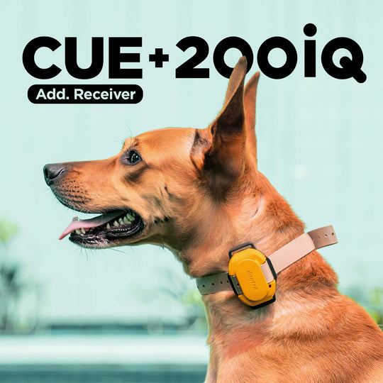 200iQ 2-Dog Bundle with CUE Yellow Receiver
