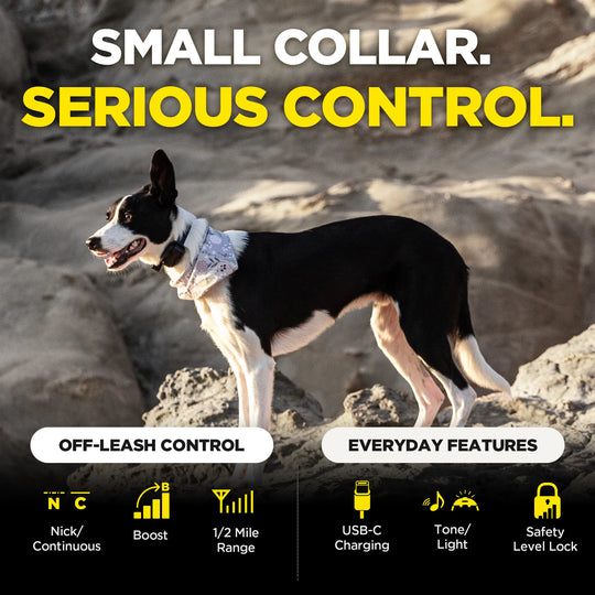 A black-and-white dog wearing a 280X receiver stands on rocky terrain outdoors, with large text reading 'SMALL COLLAR. SERIOUS CONTROL.